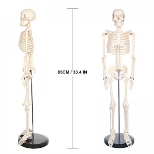 85cm beweeglech Miniatur mënschlech Skelett Modell fir Unterrécht