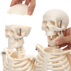 85cm movable miniature human skeleton model para sa pagtudlo
