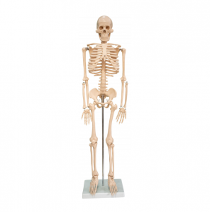 The human skeleton model was 85CM