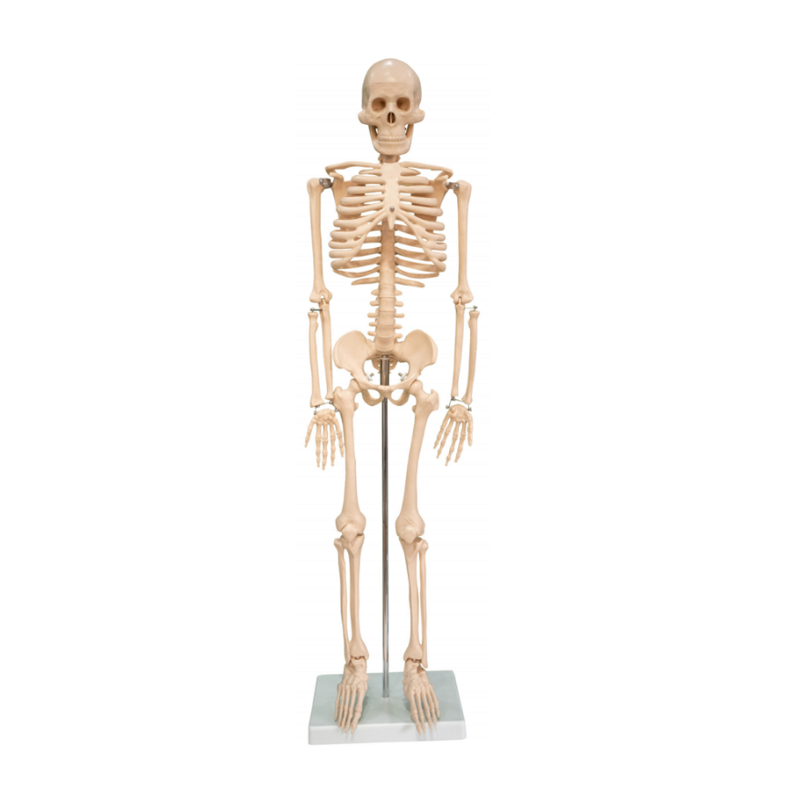 The human skeleton model was 85CM