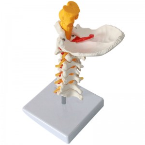 Cervical Vertebra Arteria Spine Nerves Anatomical Model Anatomy for Science Classroom Study Display Teaching Medical Models