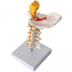 Cervical Vertebra Arteria Spine Nerves Anatomical Awoṣe Anatomi fun Imọ-ẹkọ Ikẹẹkọ Kilasi Imọ Ifihan Awọn awoṣe Iṣoogun Ẹkọ