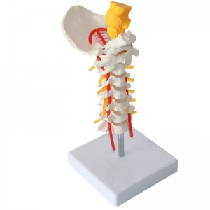 Servical Vertebra Arteria Spine Nerves Modela Anatomîkî Anatomiya ji bo Lêkolîna Dersa Zanistê Nîşandana Hînkirina Modelên Bijîjkî