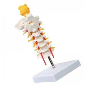 I-Cervical Vertebra Arteria Spine Neerves Anatomy Model Anatomy Yesayensi Yekilasi Lesifundo Isibonisi Sokufundisa Amamodeli Wezokwelapha