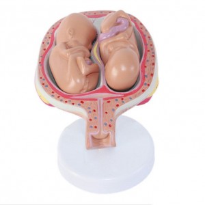 Human Anatomical Teaching Complete 8 PCS-Set Embryonic Development Process Model Human Fetal Development Process Model