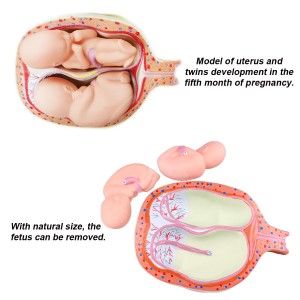 Human Anatomical Teaching Complete 8 PCS-Set Embryonic Development Process Model Human Fetal Development Process Model