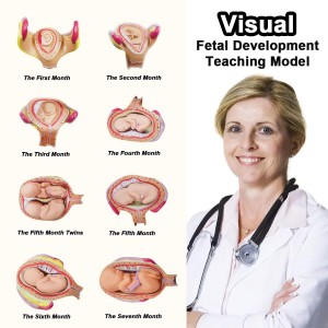 Human Anatomical Teaching Complete 8 PCS-Set Embryonic Development Process Model Human Fetal Development Process Model
