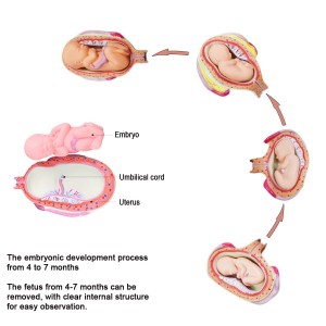 Human Anatomical Teaching Complete 8 PCS-Set Embryonic Development Process Model Human Fetal Development Process Model