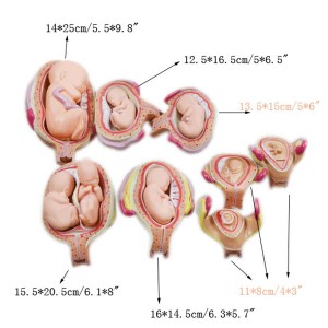 Human Anatomical Teaching Complete 8 PCS-Set Embryonic Development Process Model Human Fetal Development Process Model