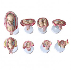 Human Anatomical Teaching Complete 8 PCS-Set Embryonic Development Process Model Human Fetal Development Process Model
