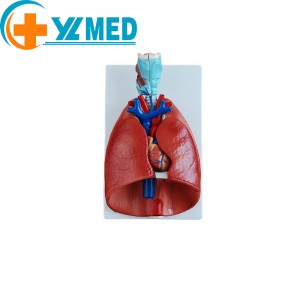 Medical science biological model Larynx cardiopulmonary model Anatomical model for students to learn