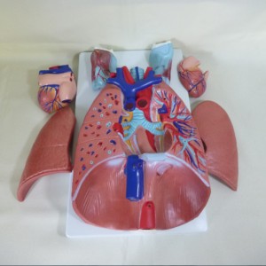 Tibbiyot fanining biologik modeli Larynx kardiopulmoner modeli Talabalar uchun anatomik model