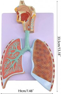 Medical teaching with human respiratory system human alveolar enlargement model