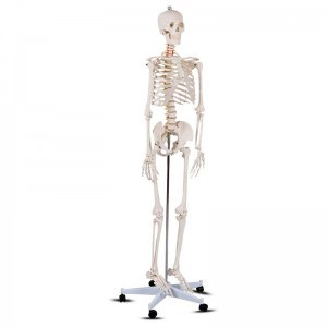 Een wit menselijk skeletmodel van 180 cm dat de communicatie tussen arts en patiënt leert