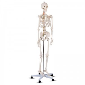 A 180cm white human skeleton model that teaches physician-patient communication