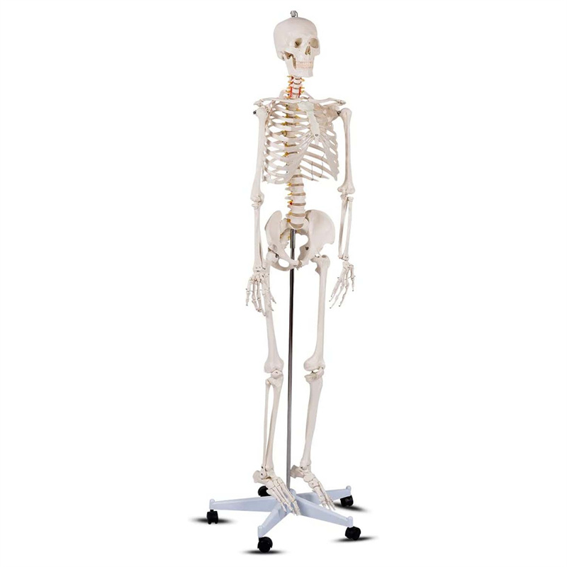 180cm blanka homa skeletmodelo kiu instruas kuracisto-paciento komunikadon