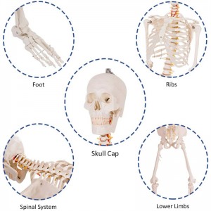 Egy 180 cm-es fehér emberi csontváz modell, amely az orvos-beteg kommunikációt tanítja