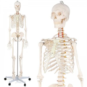 Ein 180 cm großes weißes menschliches Skelettmodell, das die Kommunikation zwischen Arzt und Patient lehrt