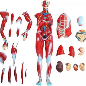 27 parts 80cm human muscle human model