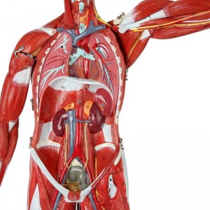 27 parts 80cm human muscle human model