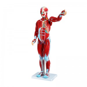 Modelo humano de músculo humano de 27 partes de 80 cm