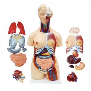 Anatomical Medical Torso Model 23 delar, 85 cm modell i naturlig storlek med avtagbara organ för klass, studenter, undervisningsmateriel