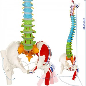 Color life-size model of the spine with pelvis