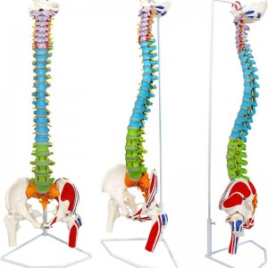 Color life-size model of the spine with pelvis