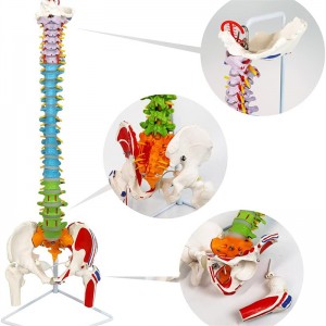 Color life-size model of the spine with pelvis