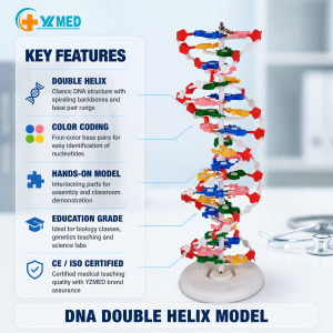 Medical Experimental DNA Model/Biological Model Medical Teaching Biology Double Helix DNA Structure Model