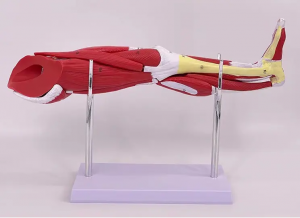 Nij ûntwerp Artificial Muscle Leg Anatomy model foar medysk lesgebrûk mei 13parts Model
