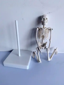 Биологичен модел PVC пластмасов подарък Анатомия 20 см модел на човешки скелет Подвижен мини модел на бяла кост