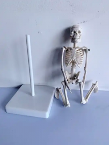 Biological Model PVC Plastic Gift Anatomy 20cm Human Skeleton Model Removable Mini White Bone model