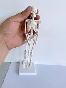 Biological Model PVC Plastic Gift Anatomy 20cm Human Skeleton Model Removable Mini White Bone model