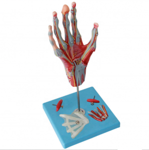نموذج اليد التشريحية معدات التدريس نماذج عضلات اليد البشرية ونموذج الأوعية الدموية