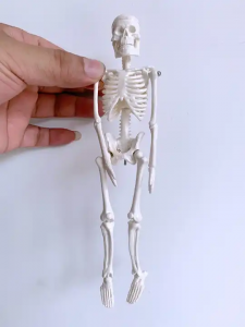 Biological Model PVC Plastic Gift Anatomy 20cm Human Skeleton Model Removable Mini White Bone model