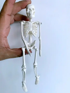 Biological Model PVC Plastic Gift Anatomy 20cm Human Skeleton Model Removable Mini White Bone model