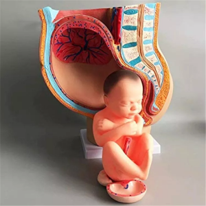 वैद्यकीय शिक्षण, स्त्री मानवी बाणू शरीर रचना मॉडेल (4 तुकडे)