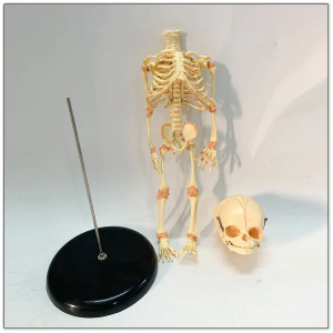 Modelo de esqueleto de feto de 37cm, modelo anatómico de esqueleto con dos calaveras, demostración anatómica de ciencia médica desmontable para bebé