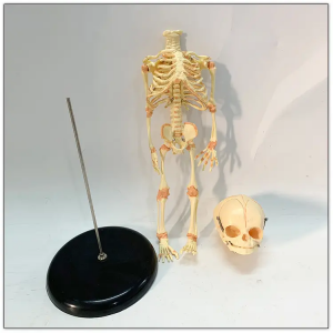 37cm Modela Skeleton Fetus Modela Anatomîkî ya Skeleton Bi Du Serûjên Veqetandî Pêşandana Anatomîkî ya Zanistiya Bijîjkî ya Zarokan