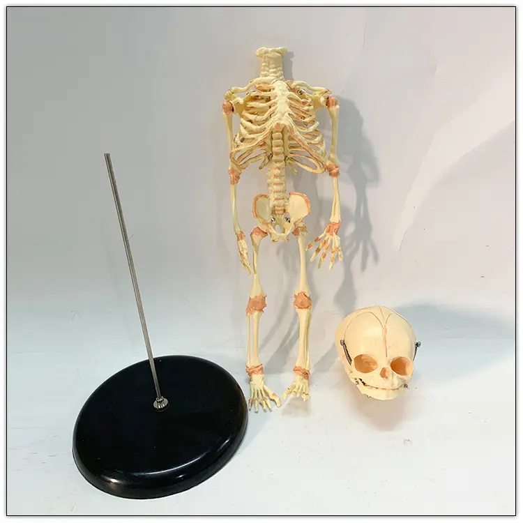 37cm Feto-Skeleto Modelo Skeleto Anatomia Modelo kun Du Kranioj Forprenebla Bebo Medicina Scienco Anatomia Demonstro