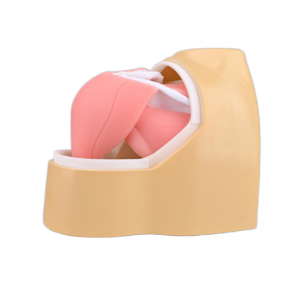 Medical Science Human Arthroscopic Trainer Simulator Shoulder Joint Model PVC Material Medical Teaching Use