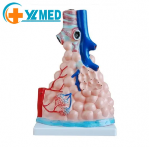 Hiersteller Direct Medical Science Mënschlechen Anatomesche Modell vergréissert Alveolus Pulmonis Model Bild Héich Qualitéit PVC Material