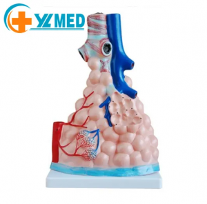 Human Anatomy PVC Anatomical Model Organ Teaching Resource for Alveolar Enlargement Colorful for Hospital School Medical Science