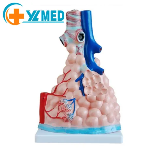 Human Anatomy PVC Anatomical Model Organ Teaching Resource for Alveolar Enlargement Colorful for Hospital School Medical Science