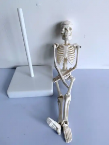 Biological Model PVC Plastic Gift Anatomy 20cm Human Skeleton Model Removable Mini White Bone model