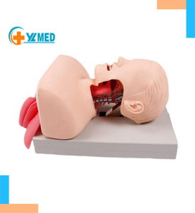 Adult Electronic Tracheal Intubation Teaching Model Human First Aid Advanced Human Endotracheal Intubation Training Model