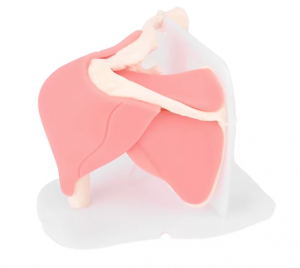 Medical Science Human Arthroscopic Trainer Simulator Shoulder Joint Model PVC Material Medical Teaching Use