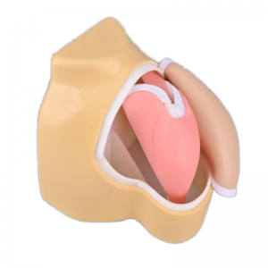 Medical Science Human Arthroscopic Trainer Simulator Shoulder Joint Model PVC Material Medical Teaching Use