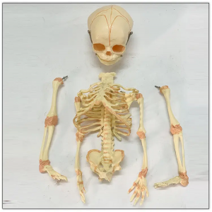 37cm Fetus Skeleton Model Skeleton Anatomical Model yokhala ndi Zigaza Awiri Zowoneka za Anatomical Science Science